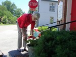 Thumb for 9x 2011 pentecost rhunell plants.jpg (119 KB)
